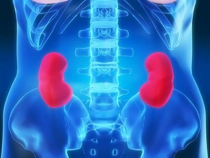 Unde sunt rinichii la om (foto) și ce simptome dureri atunci când renale - Sănătate Info