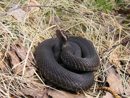 În cazul în care șerpii hibernează în fotografii România