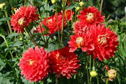 îngrijire Dahlia, cultivare, udare, plantare la domiciliu