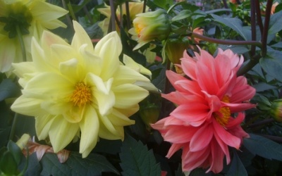 îngrijire Dahlia, cultivare, udare, plantare la domiciliu