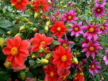 îngrijire Dahlia, cultivare, udare, plantare la domiciliu