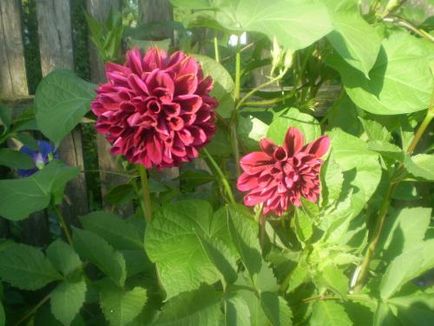 îngrijire Dahlia, cultivare, udare, plantare la domiciliu