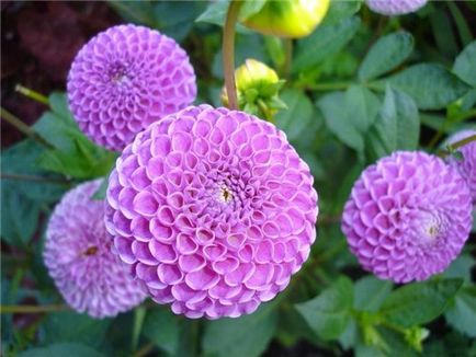 îngrijire Dahlia, cultivare, udare, plantare la domiciliu