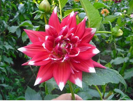 îngrijire Dahlia, cultivare, udare, plantare la domiciliu