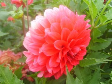 îngrijire Dahlia, cultivare, udare, plantare la domiciliu