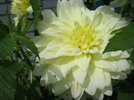 îngrijire Dahlia, cultivare, udare, plantare la domiciliu