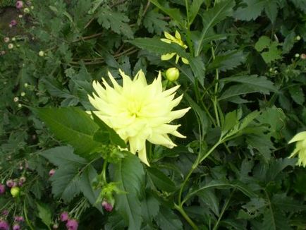 îngrijire Dahlia, cultivare, udare, plantare la domiciliu