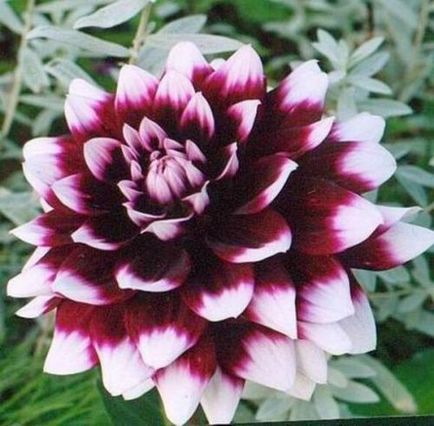 îngrijire Dahlia, cultivare, udare, plantare la domiciliu