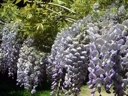 Wisteria - plantarea și îngrijirea, în creștere din semințe