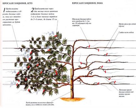plantare Wisteria și îngrijirea viței de vie ornamentale