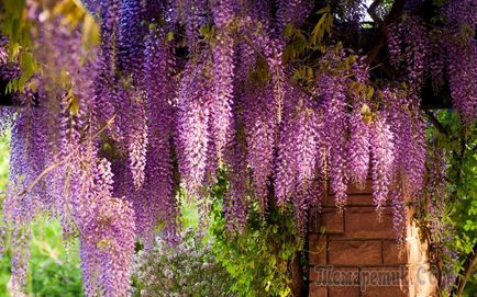 Wisteria - îngrijire și cultivare în casă