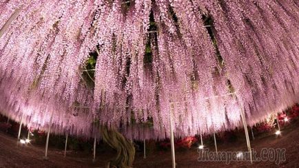 Wisteria - îngrijire și cultivare în casă