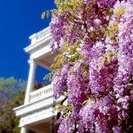 cultivarea Wisteria și întreținere, compoziții fotografice