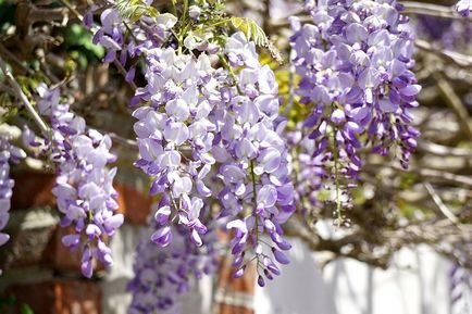 cultivarea Wisteria și întreținere, compoziții fotografice