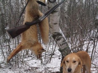 câini Beagle - un pic de istorie, în special diferențele de vânătoare și calificări