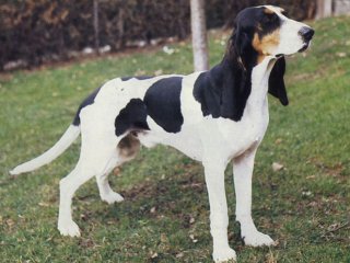 câini Beagle - un pic de istorie, în special diferențele de vânătoare și calificări