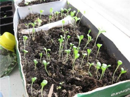 Cultivarea Carnation din semințe la domiciliu