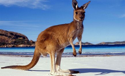 Fapte interesante despre canguri (cu fotografii), vivareit