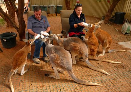 Fapte interesante despre canguri (cu fotografii), vivareit