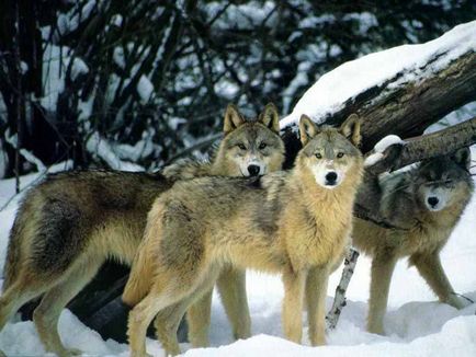 fapte interesante despre lupi