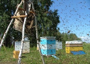 albinele roiesc artificiale protivoroevye tehnici de bază în apicultură