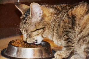 Ceea ce face ca hrană pentru pisici și cum de a alege dreapta