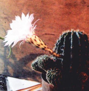 Eterna întrebare - ce infloreste cactus