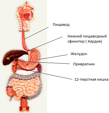 Arsuri la stomac - cauze, simptome și tratament