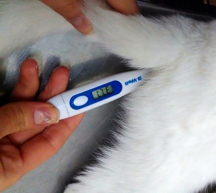Care este temperatura normală la pisici și care afectează schimbarea acesteia