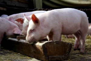Cum să crească rapid porcii și care sunt necesare vaccinări
