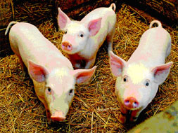 Cum să crească rapid porcii și care sunt necesare vaccinări