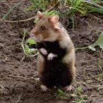 Cum să se ocupe cu hamsteri în grădină