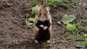 Cum să se ocupe de hamsteri în grădină (grădină pentru a prinde un hamster) Cum să se ocupe cu hamsteri în grădină