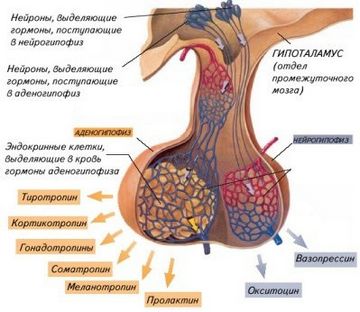 Care hormoni secretati de glanda pituitara - Lady citytile