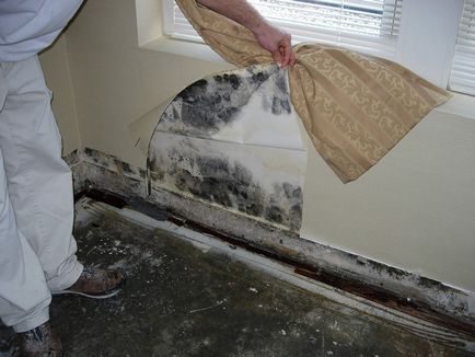 A scăpa de mucegai pe pereți în apartament