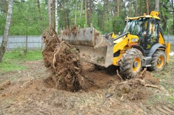 Deoarece zona (porțiunea) pentru a scăpa de rădăcini de copac Cum să scapi de rădăcinile copacilor de pe site-ul