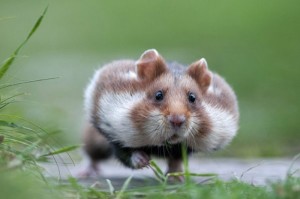 Cum să scapi de hamster în țară pentru totdeauna recomandări