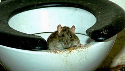 Cum sa-l omoare șobolani la domiciliu