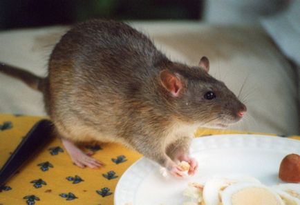 Cum sa-l omoare șobolani la domiciliu