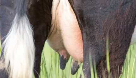 Cum de a trata edem al ugerul descrierii din motive de vaca
