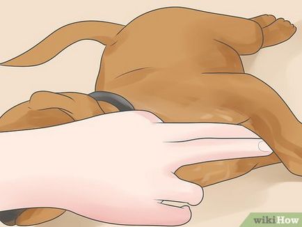 Cum de a trata insuficienta cardiaca la câini