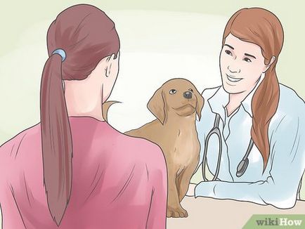 Cum de a trata insuficienta cardiaca la câini