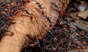 Cum de a trata la domiciliu musca furnicile, cum să se trateze la domiciliu