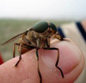 Cum de a trata musca Horseflies populare asupra sănătății