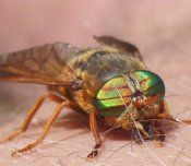 Cum de a trata musca Horseflies populare asupra sănătății