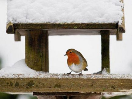 Cum oamenii ajuta păsările în timpul iernii