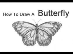 Cum de a desena un fluture etape creion