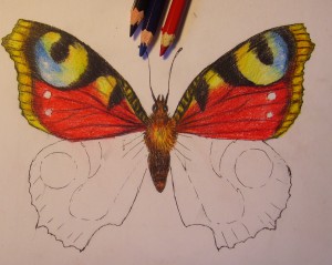 Cum de a desena un fluture desen cu un creion în etape, copilul meu