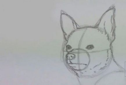 Cum să elaboreze un creion Chihuahua în etape (câine) Cum de a desena un chihuahua etape creion