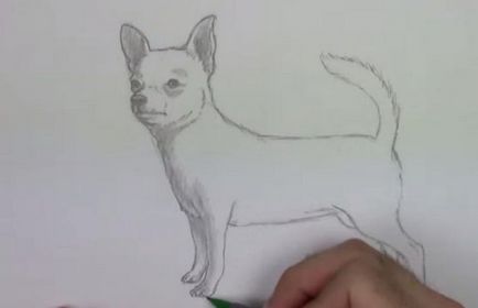 Cum de a desena un chihuahua etape creion